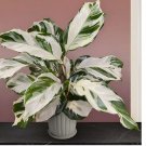Calathea ‘Stella’ house plant- garden- flowers 25 SEEDS