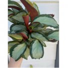 Corona Calathea Seeds for Garden Planting 25+ SEEDS