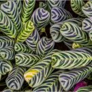 Stromanthifolia Calathea Seeds for Garden Planting 25 SEEDS