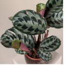 Helen Kennedy Calathea Seeds for Garden Planting 25 SEEDS