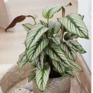 White Star Calathea Seeds for Garden Planting 25+ pcs