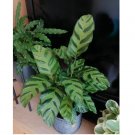 Albertii Calathea Seeds for Garden Planting 25 SEEDS
