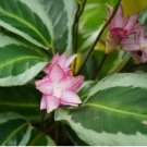 Brazilian Star Calathea Seeds for Garden Planting 25+ SEEDS