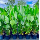 Cigar Calathea Seeds for Garden Planting 25 SEEDS