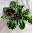 Medallion Calathea Seeds for Garden Planting 25 SEEDS