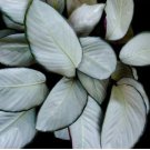 Silver Plate Calathea Seeds for Garden Planting  25 SEEDS