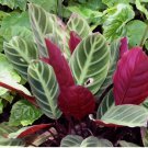 Red Zebrina Calathea Seeds for Garden Planting 25 SEEDS