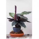 Pin-Stripe Calathea Seeds for Garden Planting 25 SEEDS