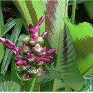 Latifolia Calathea Seeds for Garden Planting 25+ pcs