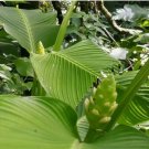 Macrosepala Calathea Seeds for Garden Planting  25 SEEDS