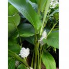 Ice Blue Calathea Seeds for Garden Planting 25 SEEDS