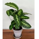 Misto Calathea Seeds for Garden Planting 25 SEEDS