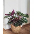 Rose Painted Calathea Seeds for Garden Planting 25 SEEDS