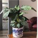 Anulque Calathea Seeds for Garden Planting 25+ pcs