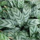 Leopard Calathea Seeds for Garden Planting 25 SEEDS