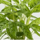 Bachemiana Calathea Seeds for Garden Planting 25 SEEDS