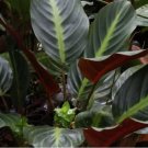 Ecuadoriana Calathea Seeds for Garden Planting 25 SEEDS