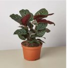 Calathea 'Ornata' Plant 25 SEEDS
