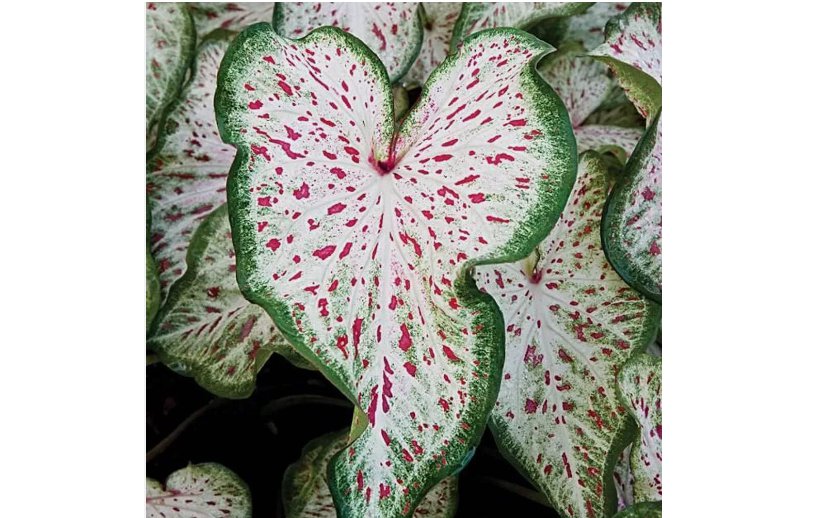 Dwarf Fancy Leaf Red Caladium Bulb Indoor Outdoor Plant Root Hardy Zones 9-11