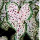 Dwarf Fancy Leaf Red Caladium Bulb Indoor Outdoor Plant Root Hardy Zones 9-11