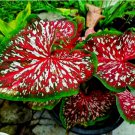 Caladium Bulbs for Planting Carolyn Whorton Direct from Florida 6 BULBS