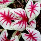 6 FIESTA BULBS Caladium Bulbs for Planting direct from Florida Plantation