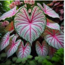 6 BULBS Fiesta Caladium Bulbs for Planting - Perennial Hosta