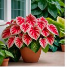 6 BULBS Crimson Sky Caladium Bulbs for Planting - Perennial Hosta