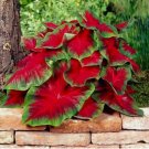 6 BULBS Florida Cardinal Caladium Bulbs for Planting