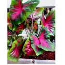 7 BULBS Caladium Bulbs for Planting direct from Florida Plantation