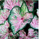 6 BULBS Caladium Bulbs for Planting- Dots Delight