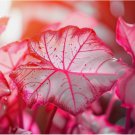 Sweetheart Caladium 6 Bulbs for Planting