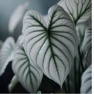 5 Snow White Caladium Bulbs for Planting