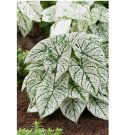6 BULBS White Candidum Caladium Bulbs