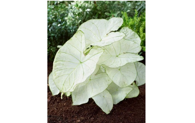 Florida Moonlight Caladium 6 Bulbs