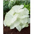 Florida Moonlight Caladium 6 Bulbs