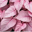 Pinky Swear Caladium Bulbs for Planting 2 BULBS