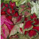 Mixed Caladium 10 Bulbs for Planting