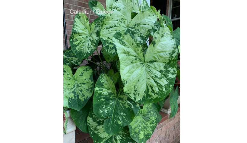 2 BULBS Caladium 'Frog in a Blender