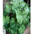 2 BULBS Caladium 'Frog in a Blender