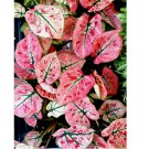 6 BULBS Caladium Bulbs for Planting Strawberry Star