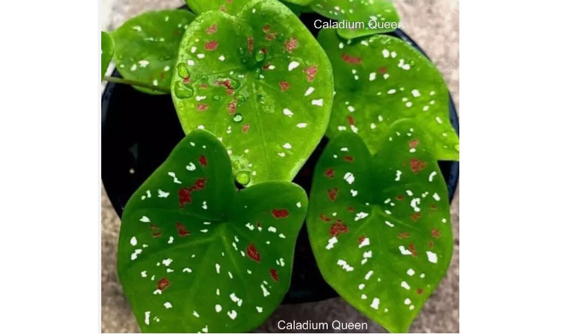 2 BULBS Caladium Florida Clown''