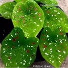 2 BULBS Caladium Florida Clown''