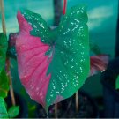 6 BULBS Harrison Strap Caladium Bulbs for Planting