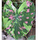 2 BULBS Caladium 'Florida Beauty'