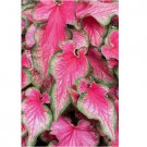 5 BULBS Lava Glow Caladium Bulbs for Planting - Perennial Hosta, Elephant Ears, Fancy