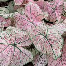 2 BULBS Caladium 'Splash of Wine