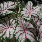 3 BULBS Caladium Celebration Plant Summer Color Foliage