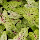 3 BULBS Caladium Miss Muffett Plant Bulbs Summer Color Foliage