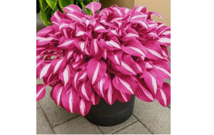 Caladium Seeds Hosta Flower Garden Plants 500 SEEDS